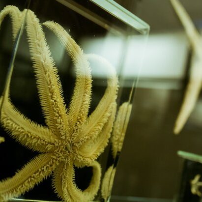 The Zoological Museum of Moscow State University opens its digital copy